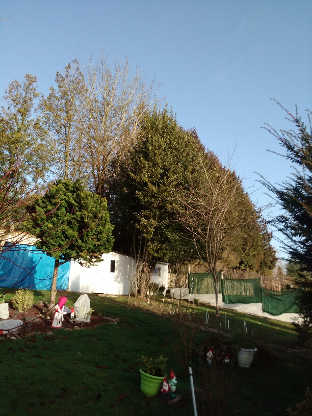 elagage abattage Chamigny 77260